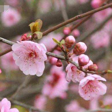 冬天一枝梅🌹