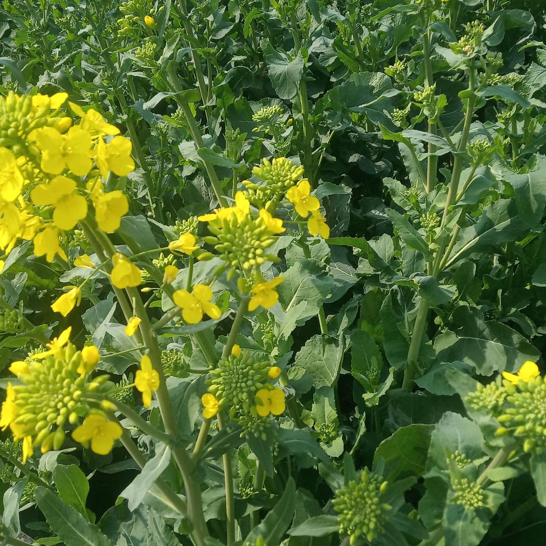 陈伍，拆收门窗栏杆，收铜，铁，铝，废金属