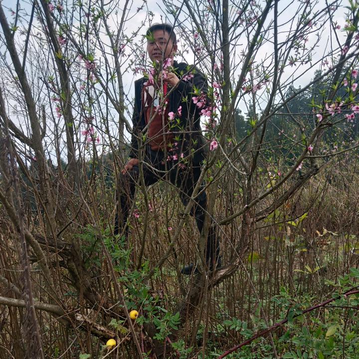 吾入红尘只为你