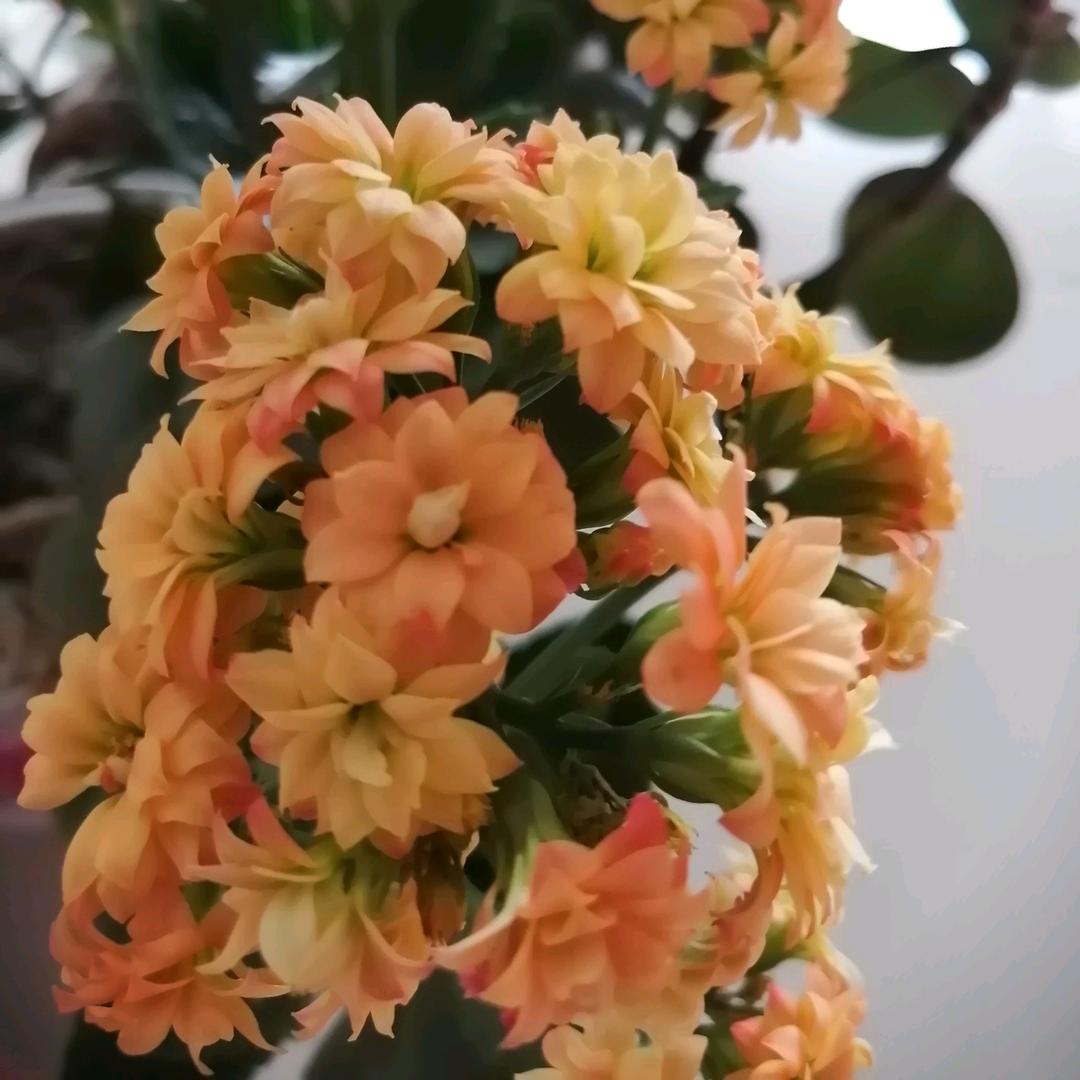 🌹可口可乐🌹