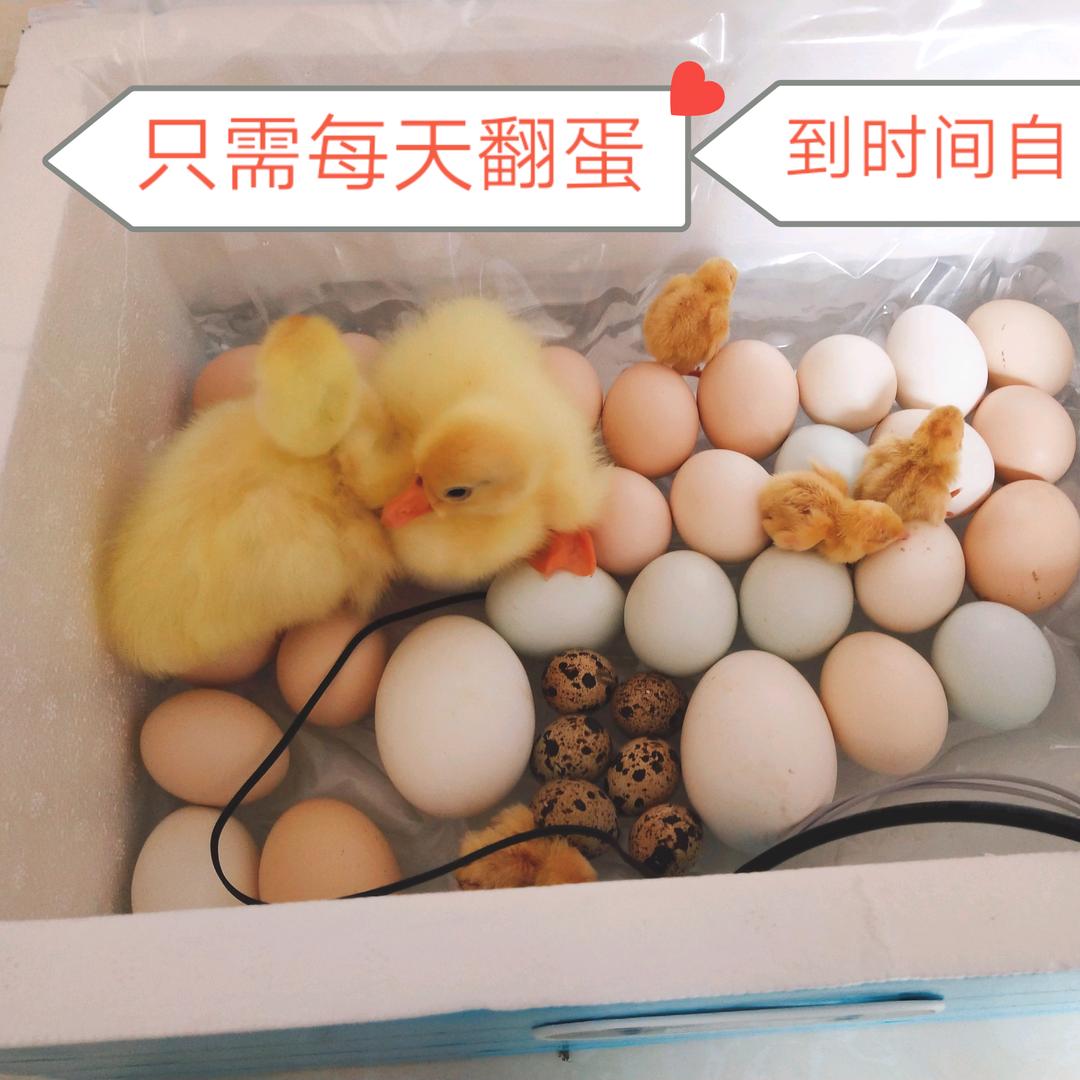 一起孵化吧