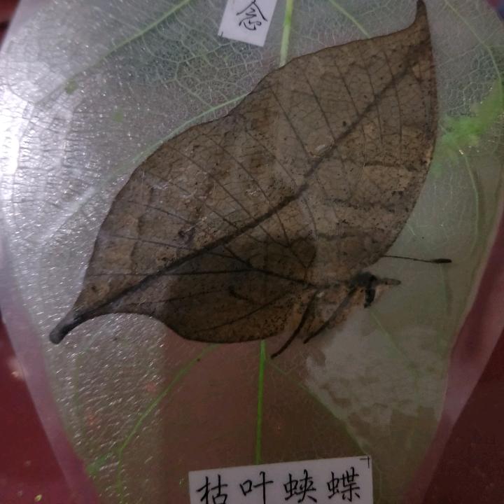 枯叶蝶