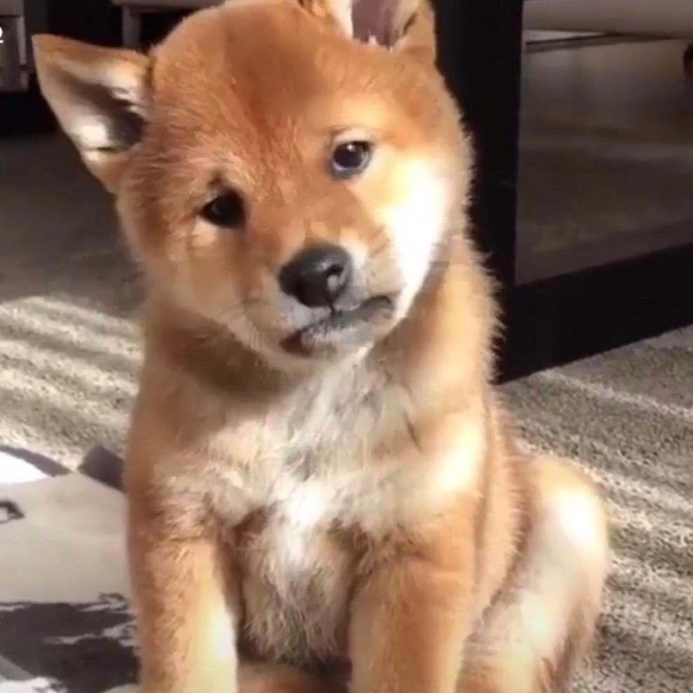 龙精虎猛小霸王