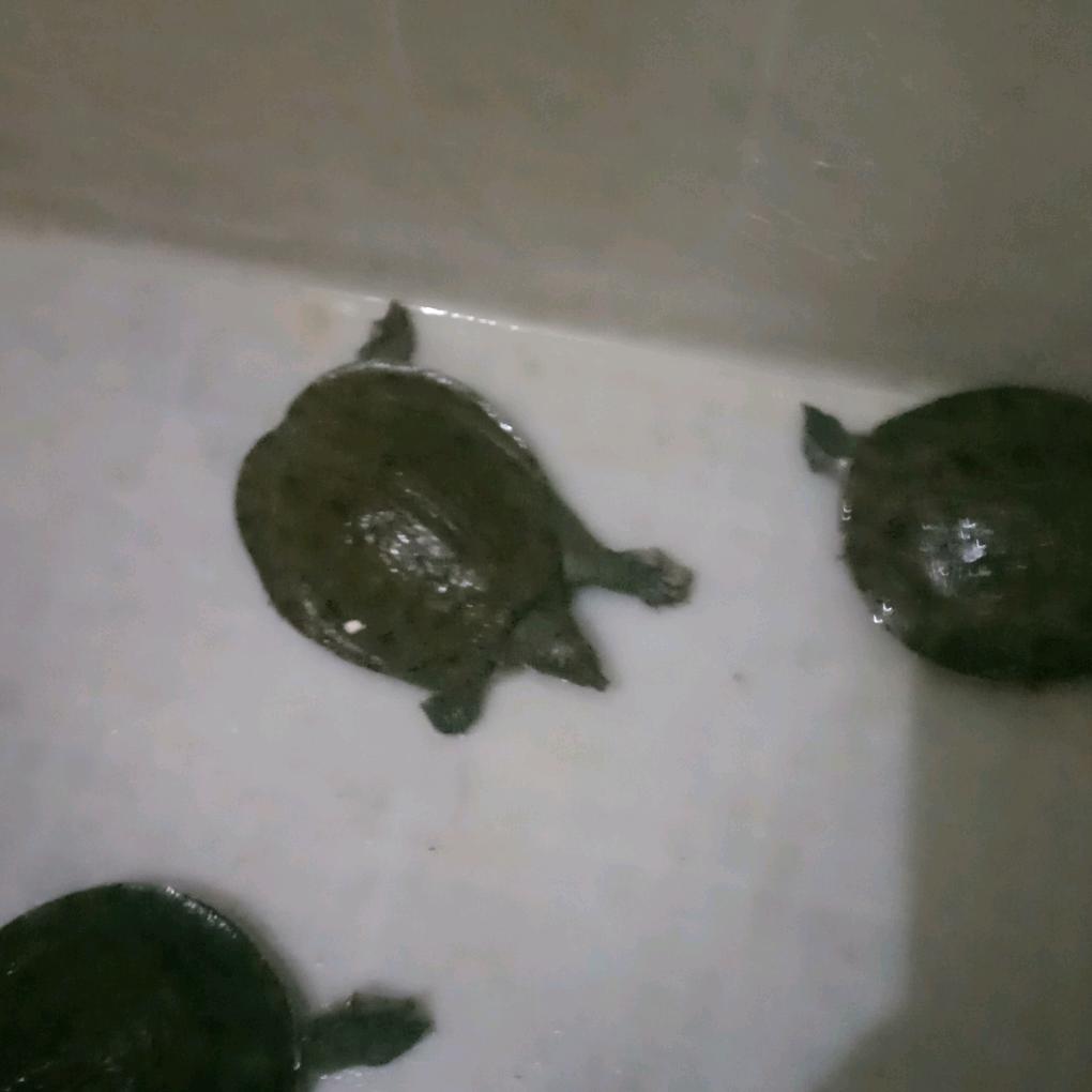 刘玉猛水产鲜品小铺