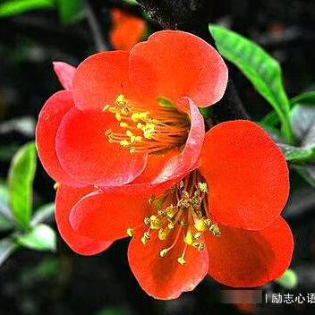 王大大的范老大