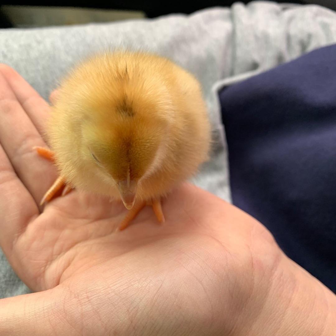薰衣草
