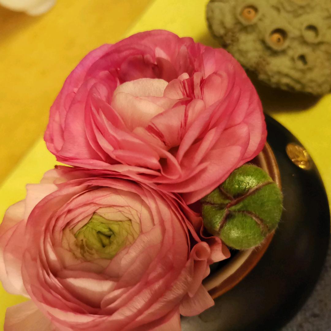 草儿