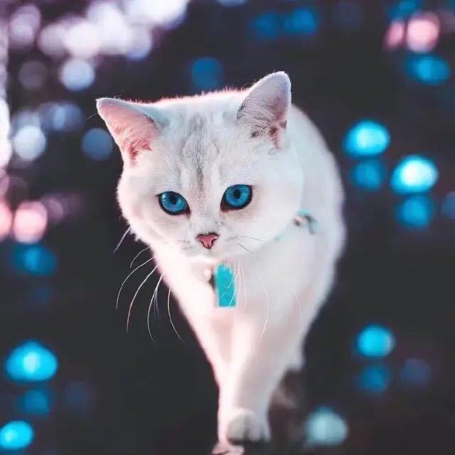 黑山老腰