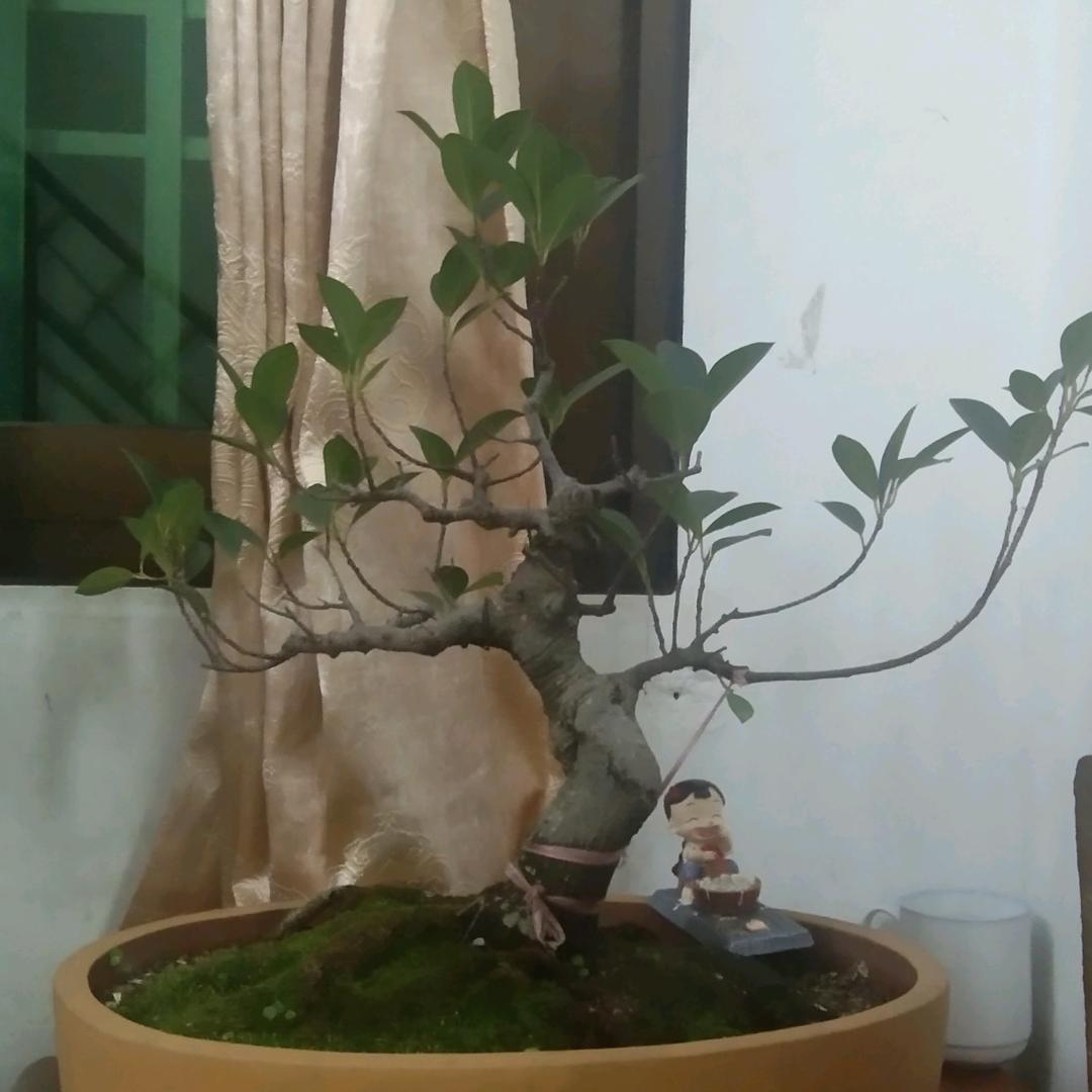 新城