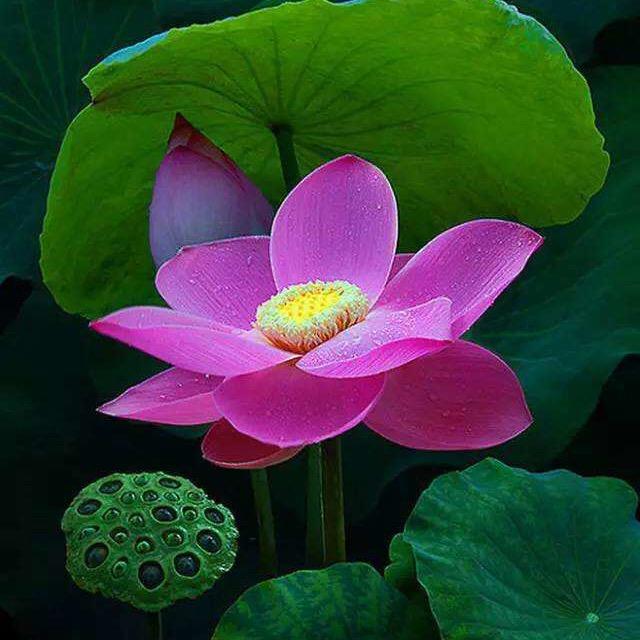 莲花