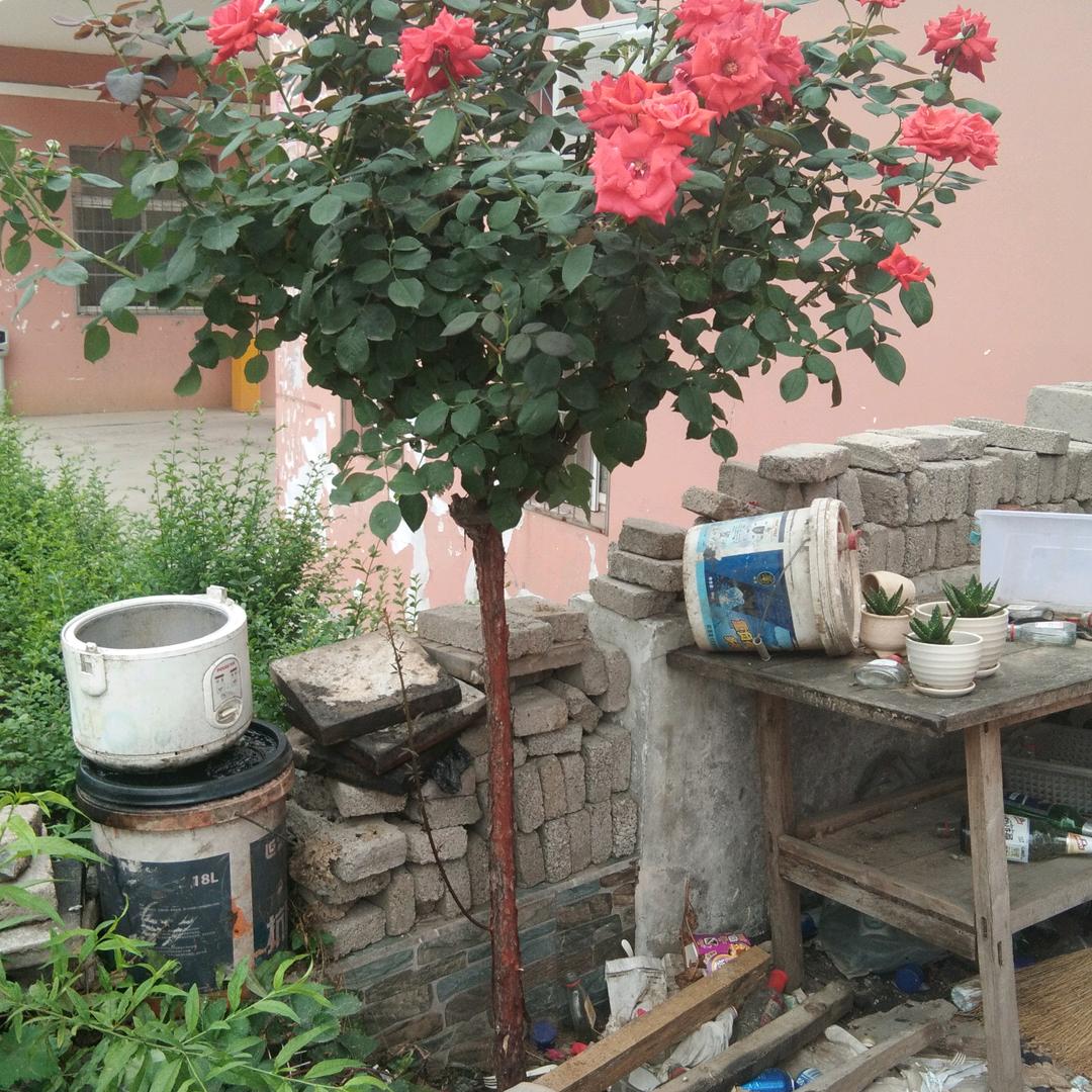 永远幸福
