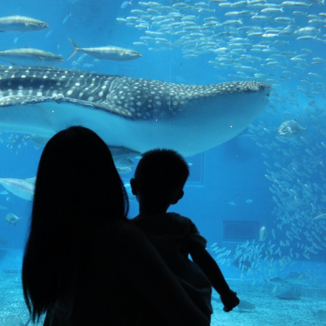 桃子皮皮有点懒