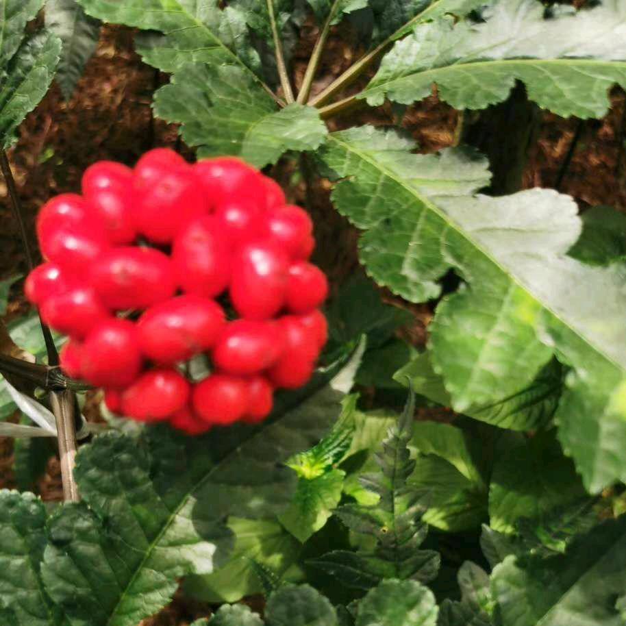 龙哥·多花姜型黄精（药典品种），重楼
