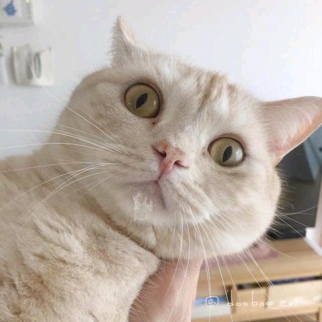 喜多啦猫
