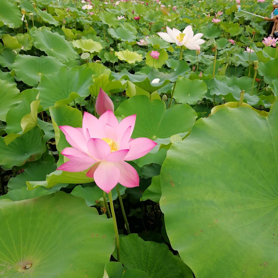 流泉飞瀑