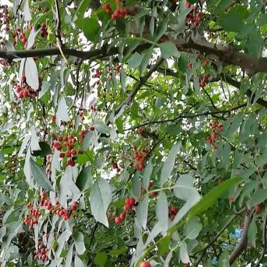 用户2514414874901泉水叮咚