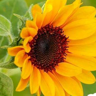 西平比那多超市