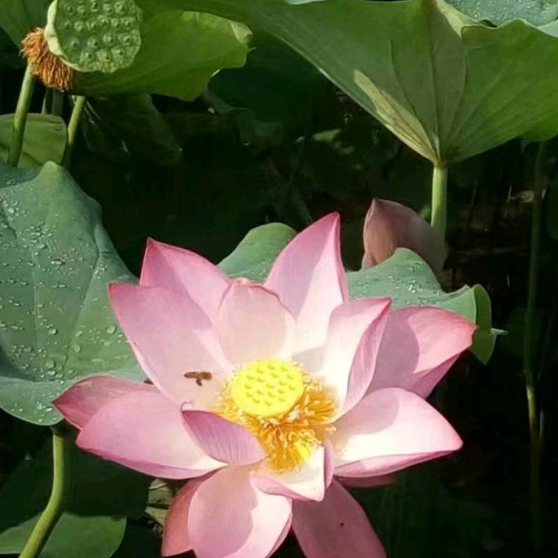 🌸风雨兼程🌸