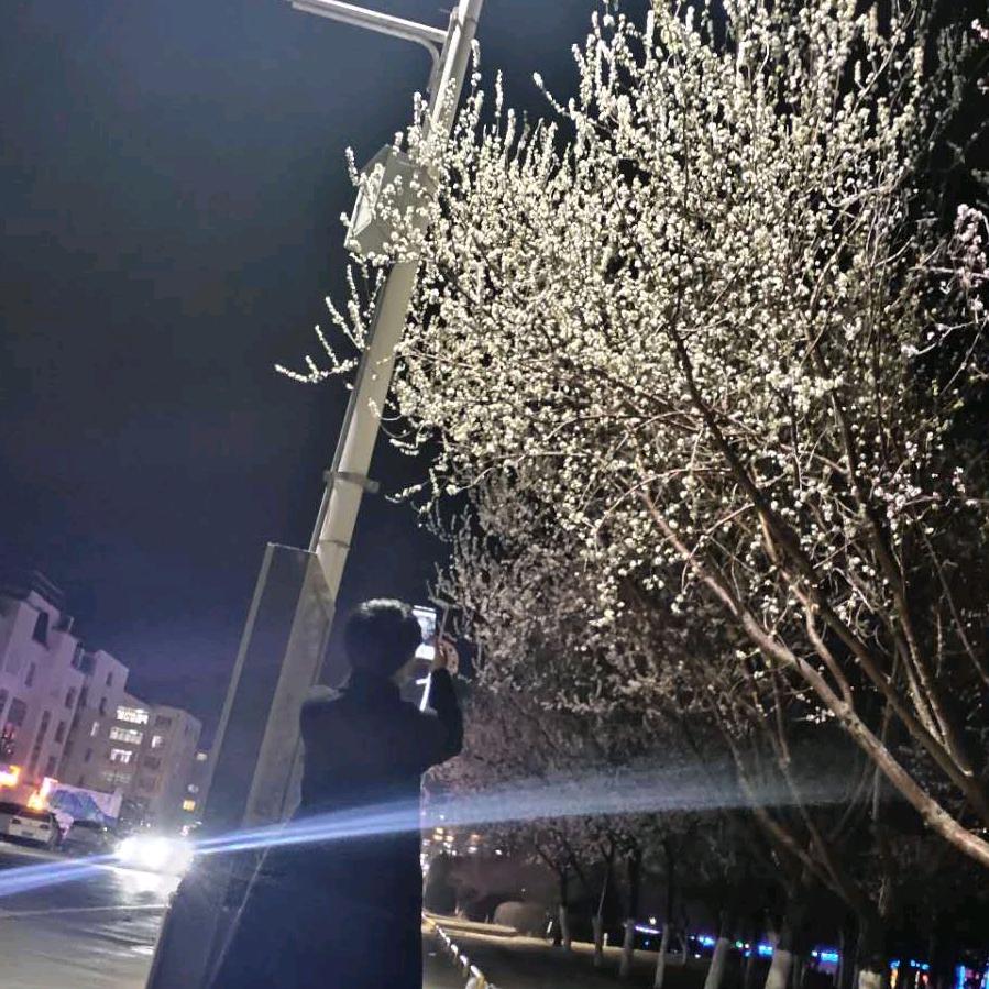 鸽子