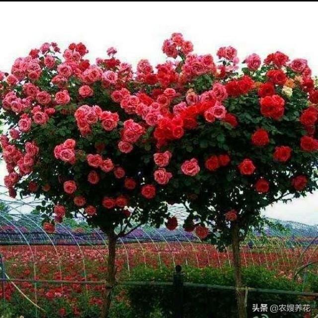 宋老四