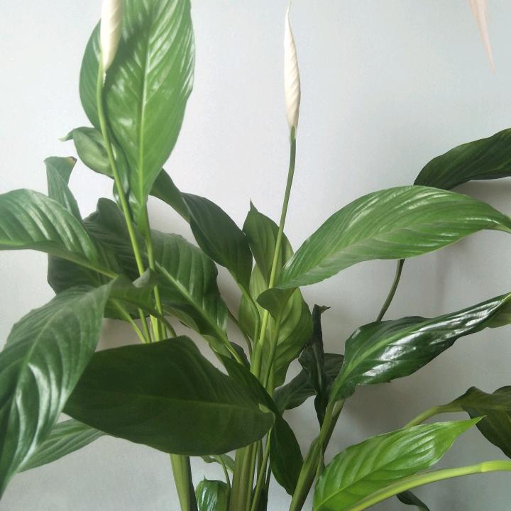 静心