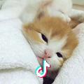 猫儿