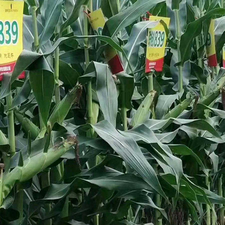 龙塘镇，主营，红四方，六国，天脊，史丹利