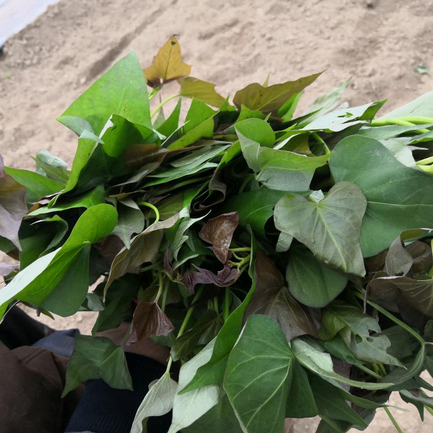 薯满地农业    丁真保