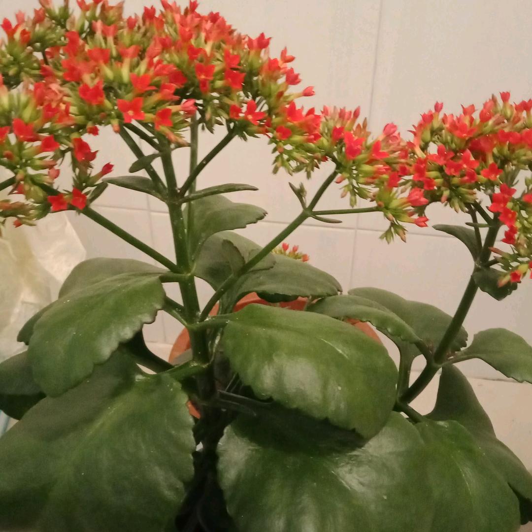 乐荣！《不定时开播》