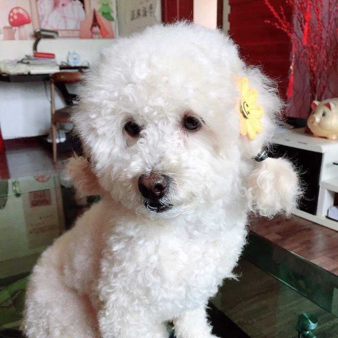 欣爷的希诺