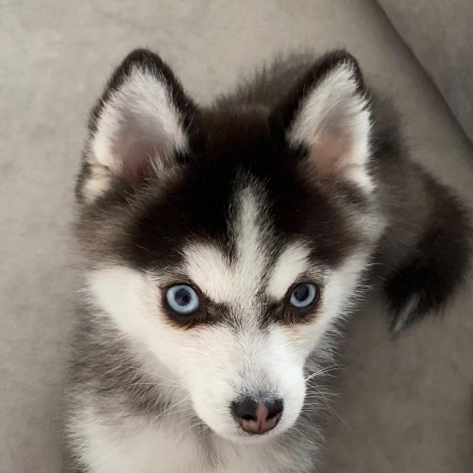 卡哇伊是博士奇@抖音