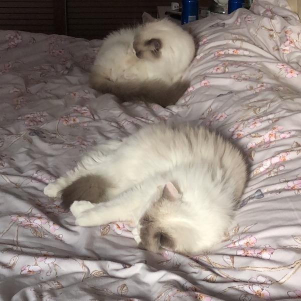 小༶夜༶猫༾😊