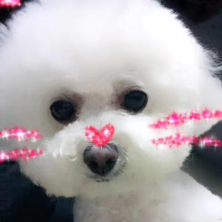 梦儿sunny💕13岁比熊