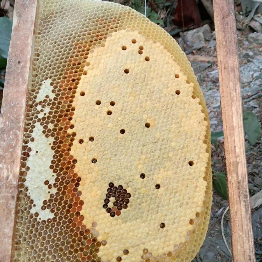 花都养蜂小李