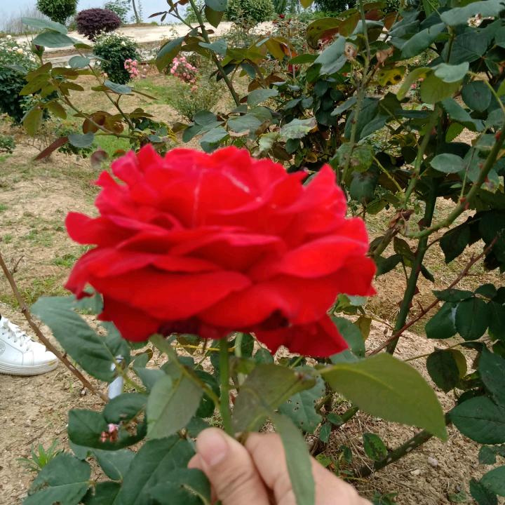 芸望飞翔