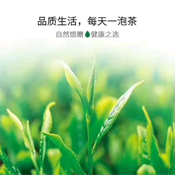 安吉白茶