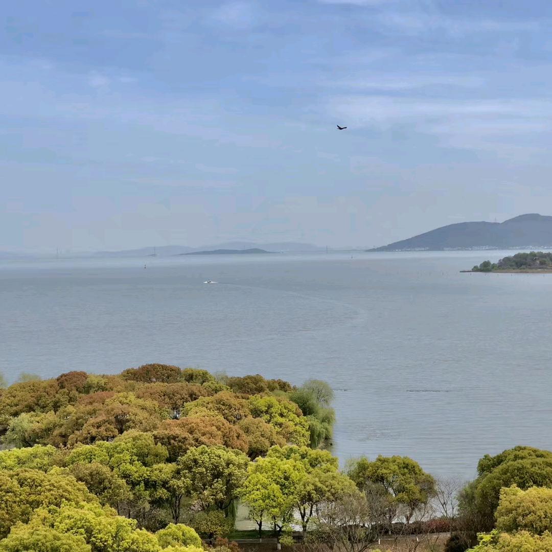 金丝熊小仓鼠小帅的奶奶