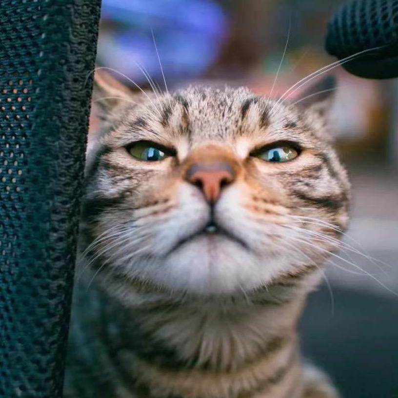 🎈🐈饼子猫