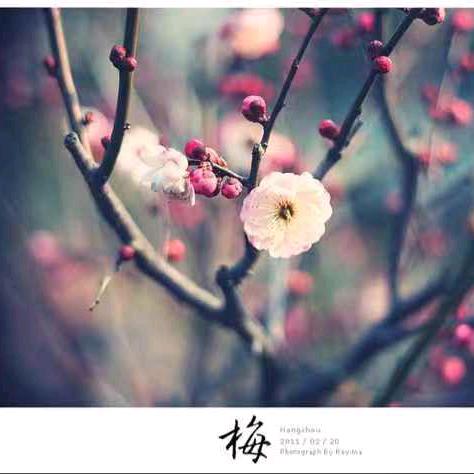 梅旎