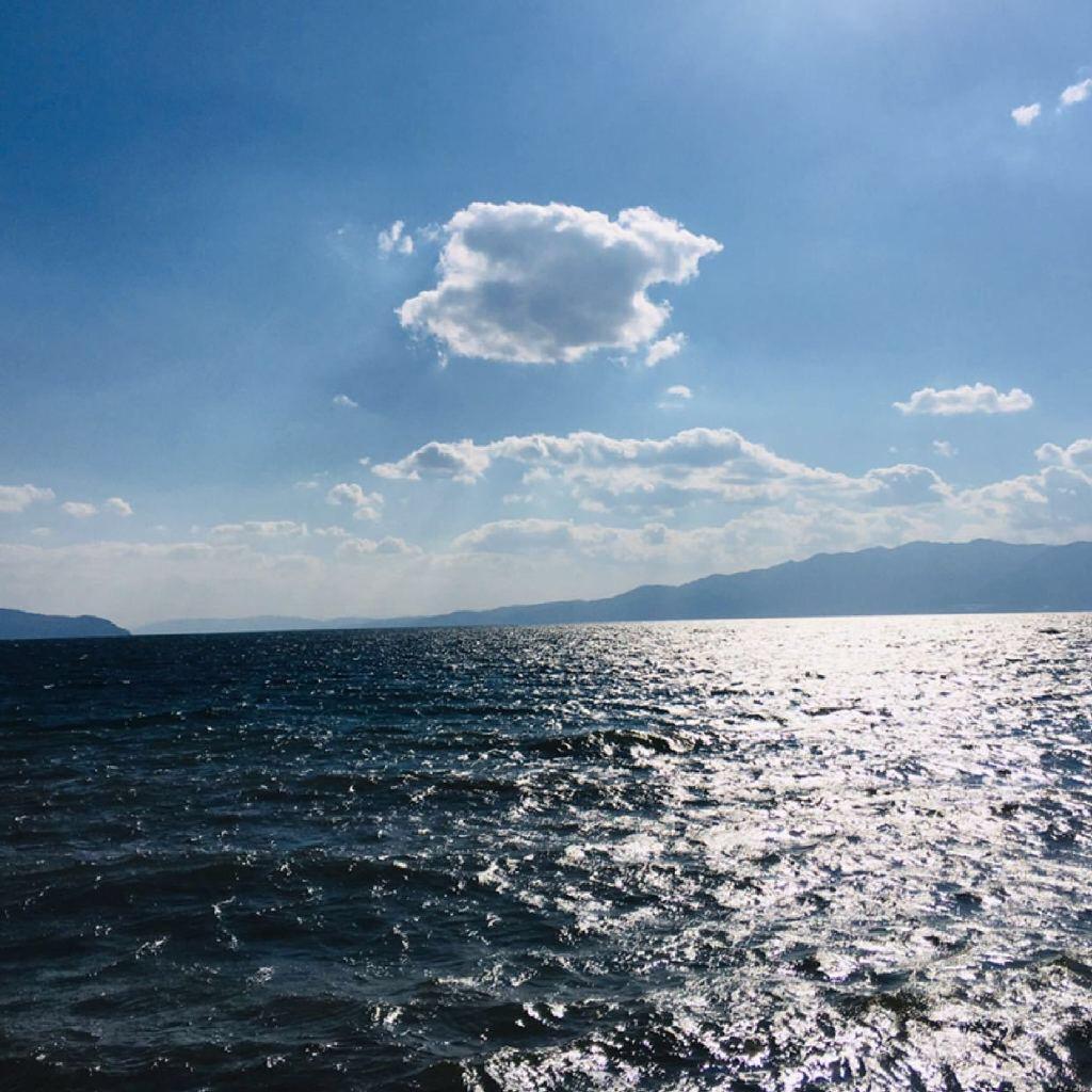 垂柳与湖水