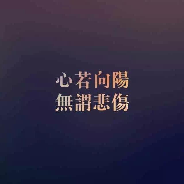 晒太阳的猫