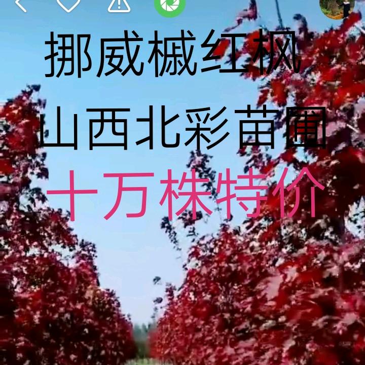 绛县北彩苗木有限公司