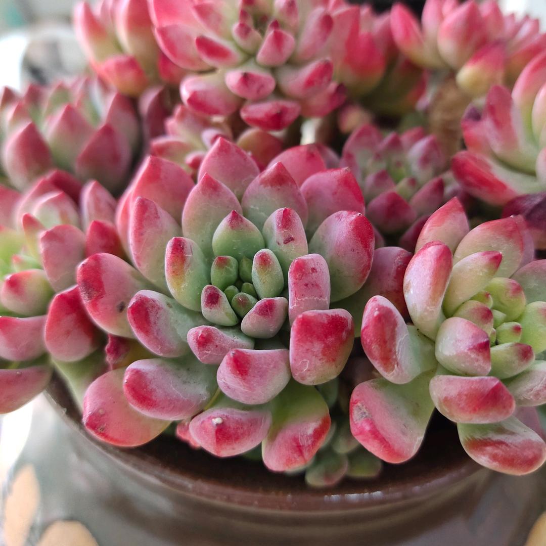 恩恩花卉