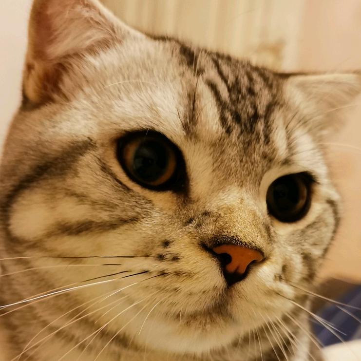 猫土豆和小脑斧