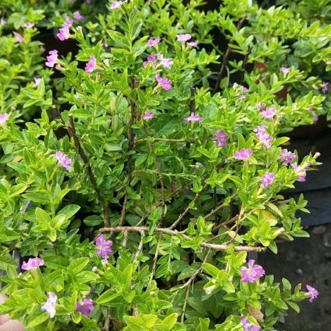 生活就像花朵朵开