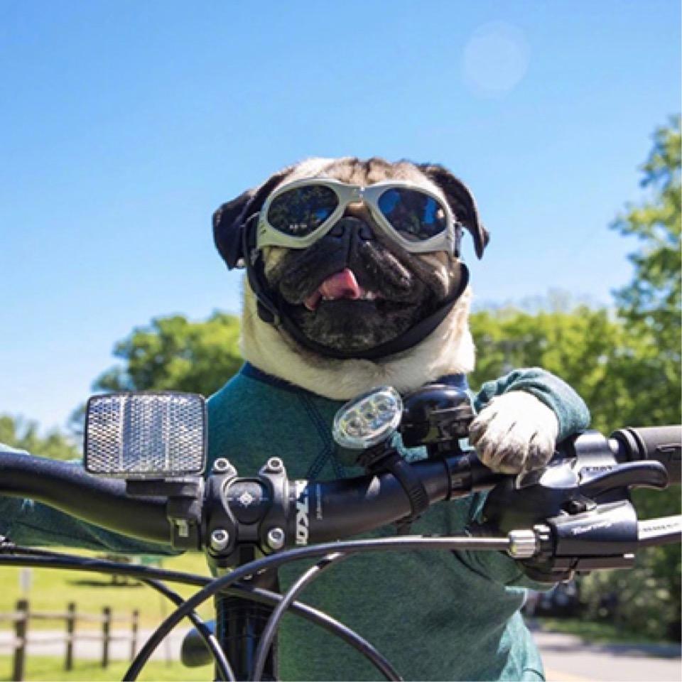 '飞奔的小毛驴🐎