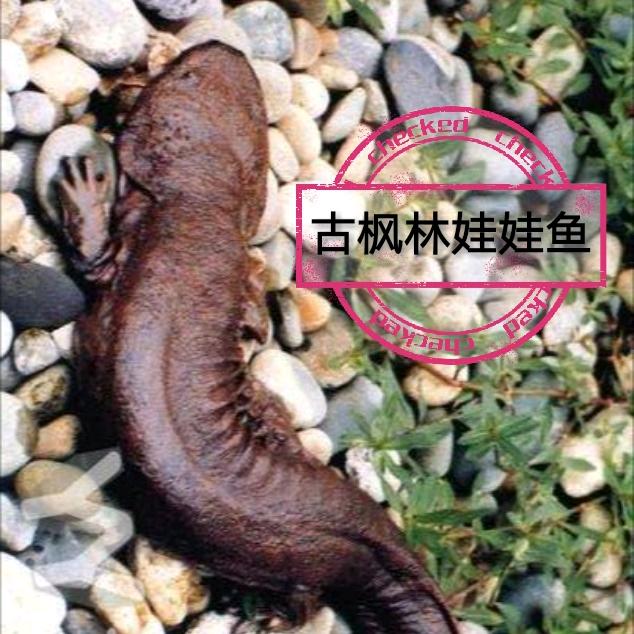 古枫林娃娃鱼