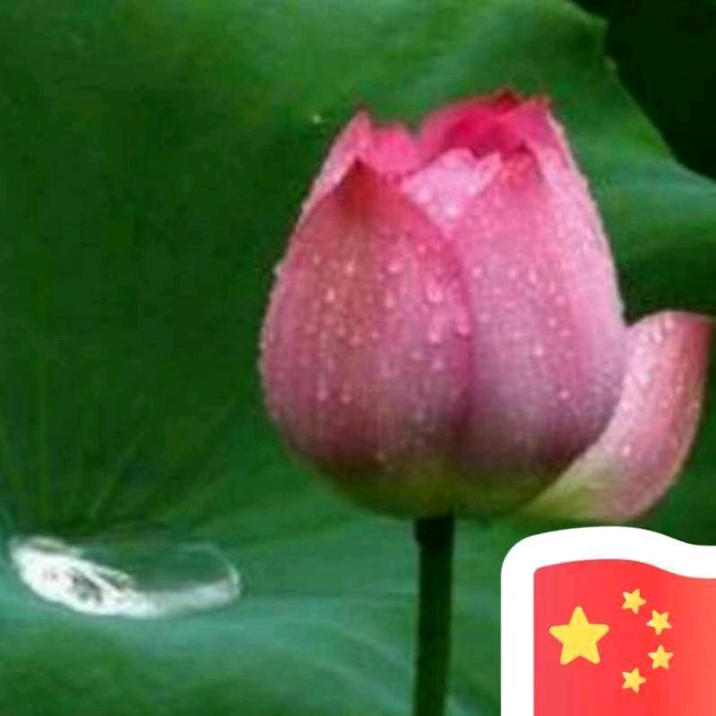 冬青一