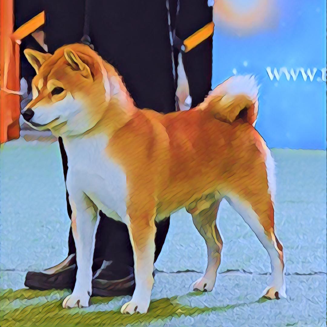 深圳陈家柴柴犬专卖