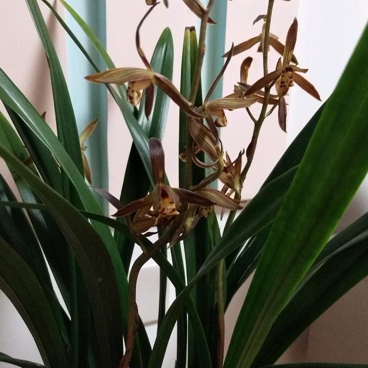 莱芜口镇保真特产店